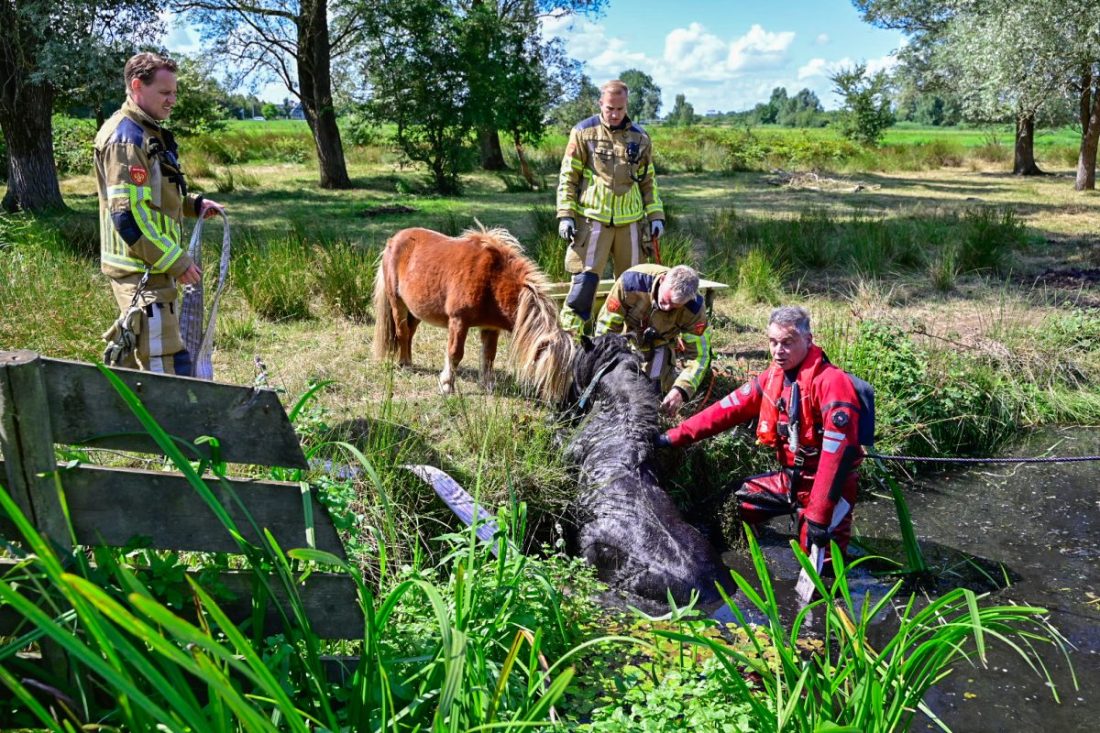 Brandweer redt shetlandpony uit sloot in Offingawier