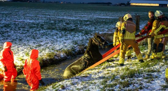 Paard in de sloot langs de N354