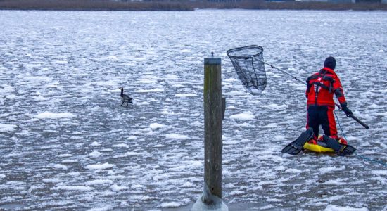 Gans van ijs gered in Sneek