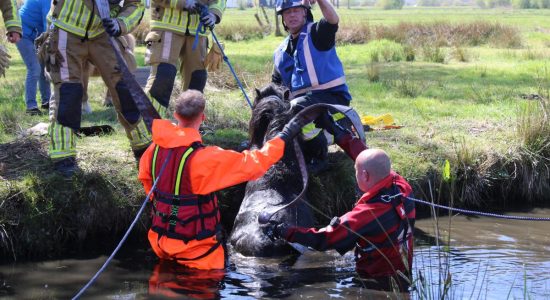 Paard te water gered door brandweer