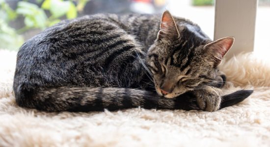 Dagenlange zoektocht naar vermiste kat Rein eindigt in hereniging: “Ik was ontzettend blij”