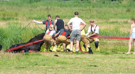 Brandweer redt paard uit de sloot bij Uitwellingerga