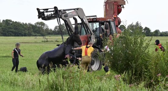 Brandweer redt paard uit sloot, tweede ruiter raakt gewond in Offingawier