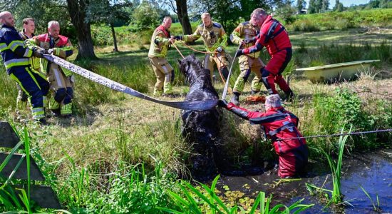 Brandweer redt shetlandpony uit sloot Offingawier